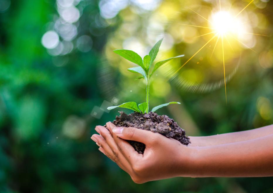 Hands holding a plant